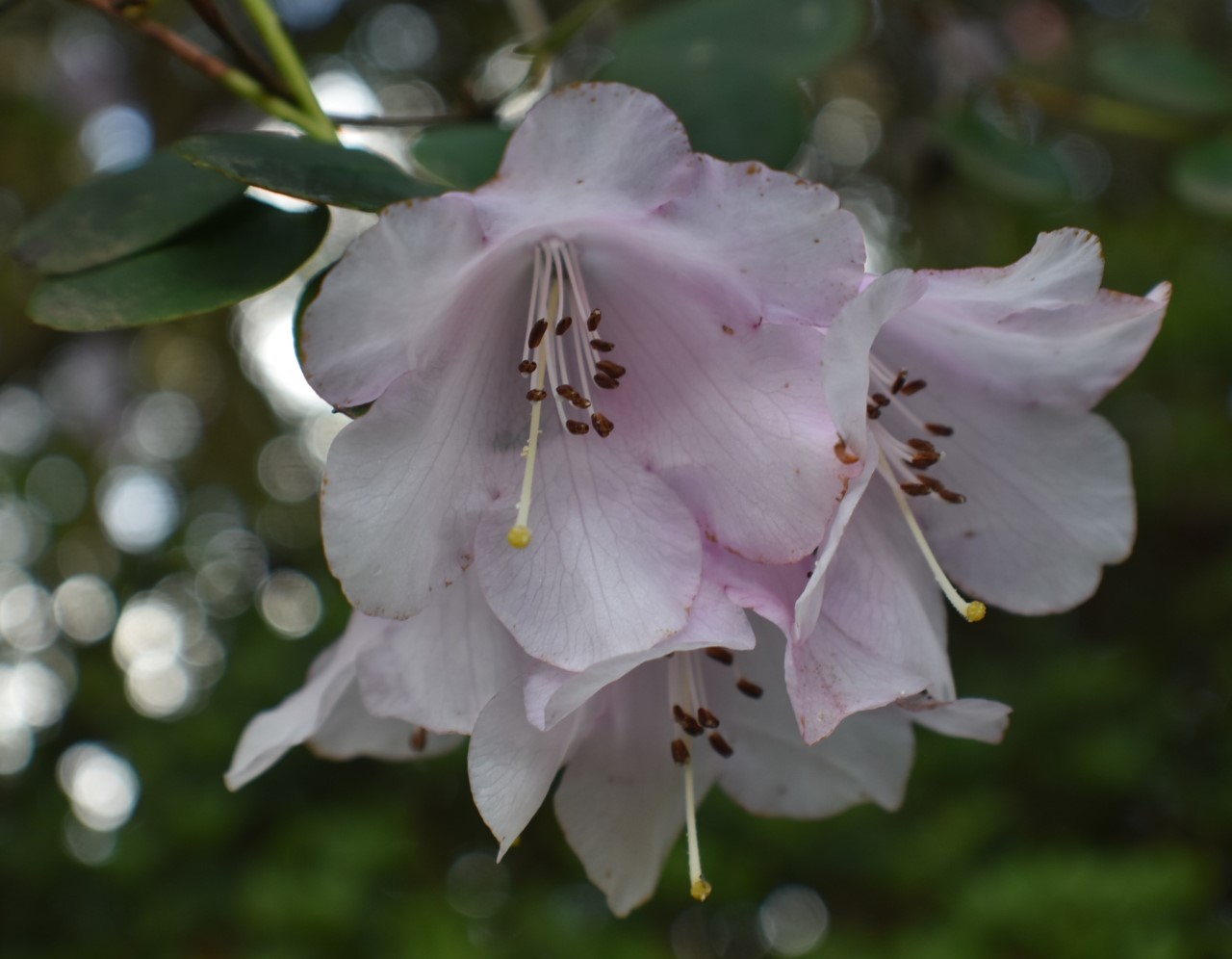 R. williamsianum AGM